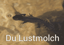 Molch Lustmolch GIF - Molch Lustmolch Tier GIFs