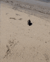 Rat Jump Rat Beach GIF - Rat Jump Rat Beach Rat GIFs