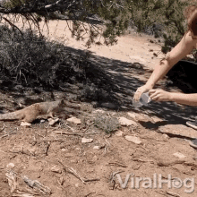 Drinking Squirrel Viralhog GIF - Drinking Squirrel Viralhog Helping Animals GIFs