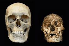 Crâne Homme GIF