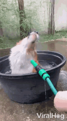 Dog Taking A Bath Viralhog GIF - Dog Taking A Bath Viralhog Corgi GIFs