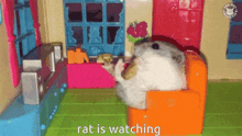 Rat Watching GIF