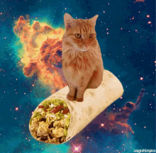 Cat Burrito GIF - Cat Burrito Ride GIFs