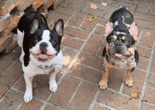 Frenchies Myrtle GIF - Frenchies Myrtle Beach GIFs