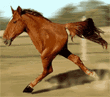 Horse GIF - Horse GIFs