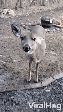 Eat Deer GIF - Eat Deer Feeding GIFs