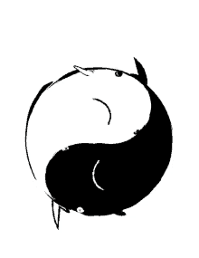 downsign yin and yang sharks tao dao