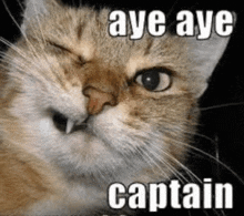 a close up of a cat 's face with the words aye aye captain written on it