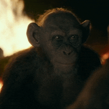 Planet Of The Apes Bad Ape GIF