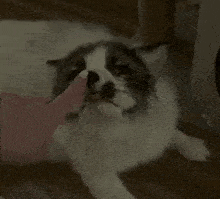 a person petting a cat 's nose with their finger