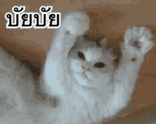 แมว บายย บัยบัย บ๊ายบาย GIF - Cat Waving Goodbye GIFs