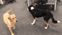 Puppy Party With Vinny And Ben GIF - Puppy Party With Vinny And Ben GIFs