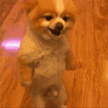 Puppy Angry GIF - Puppy Angry Stand GIFs