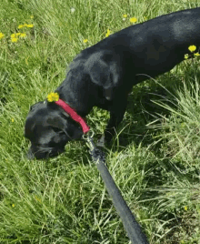 Dog Leash GIF - Dog Leash Walk - Discover & Share GIFs
