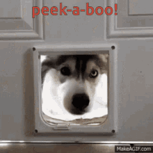 Peek A Boo Doggy GIF - Peek A Boo Doggy Huskies GIFs