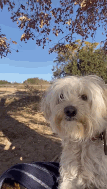 Puppy Dog GIF - Puppy Dog Maltese GIFs