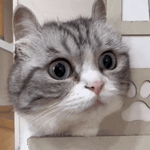a close up of a cat 's face with a surprised look on its face