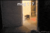 Mog 117 GIF - Mog 117 Mog 117 GIFs