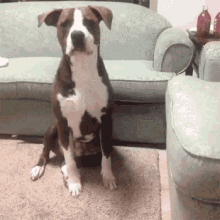 Excited Dog GIF - Excited Dog Stoke GIFs