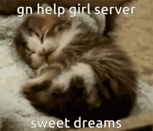 Good Night Sweet Dreams GIF - Good Night Sweet Dreams Kitten GIFs