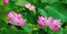 लोटस , कमल फूल , Lotus, Flower, Beautifulflower GIF