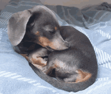 a dachshund laying on a blue blanket with its head on its paw