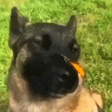 a close up of a dog eating a piece of food in the grass