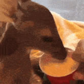 a deer drinking from a red cup with a yellow background