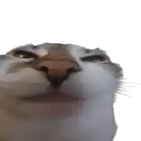 a close up of a cat 's face with a serious look on its face