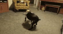 boston terrier oskar boston terrier french bulldog spinning dog playing dog