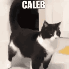 Caleb Caleb Cat GIF - Caleb Caleb Cat Cute GIFs