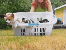 corgi puppies basket cute