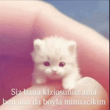 a small white kitten is being held in someone 's hand with the words siz bana kiziosunuz ama ben aha da boyla minnacikim