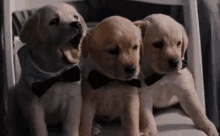 Cute Puppies GIF - Cute Puppies Labrador GIFs