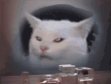 smudge mirror steam cat cute