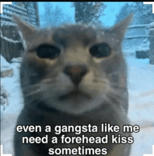 a cat with the words even a gangsta like me need a forehead kiss sometimes