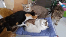 Derps Cats GIF - Derps Cats Scared GIFs