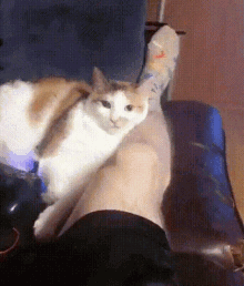Kedi ısırmak GIF - Kedi ısırmak Bacak GIFs