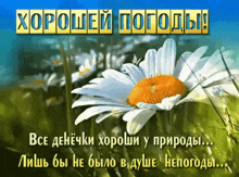 a picture of a daisy with the words хорошей погоды