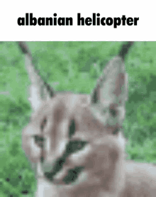 caracal helicopter
