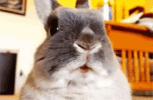 funny animals bunny chewing