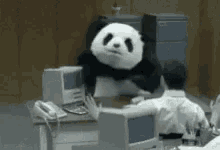 panda-angry-panda