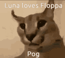 Luna Moss GIF - Luna Moss Floppa GIFs
