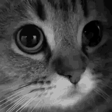 Cat Zilla GIF