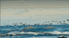 a flock of birds flying over a large body of water
