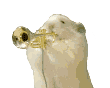 hamster trumpet trumpet hamster