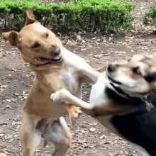 Cora Dog Hug Happy GIF - Cora Dog Hug Happy GIFs