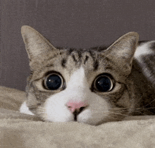 Eyes Cat GIF - Eyes Cat Gip GIFs