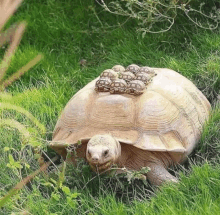 Turtle Ride GIF
