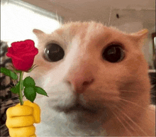 Cat And Flower Mèo Hoa GIF